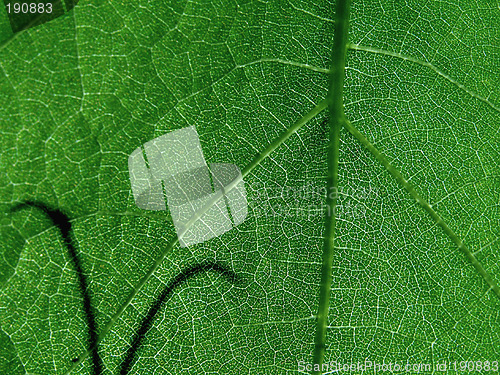 Image of green leave