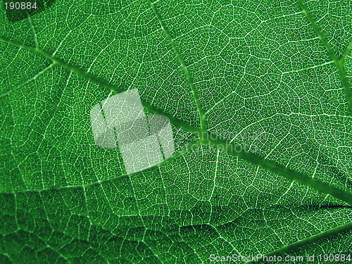 Image of green leave