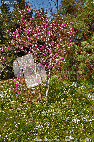 Image of Spring