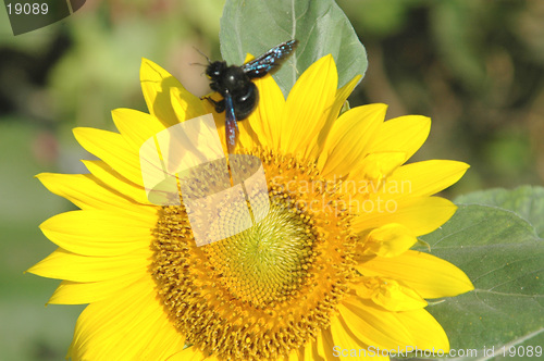 Image of sunflower