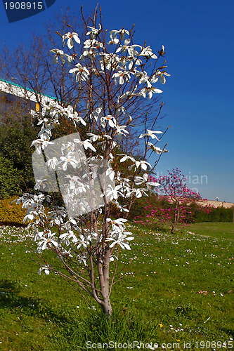 Image of Spring