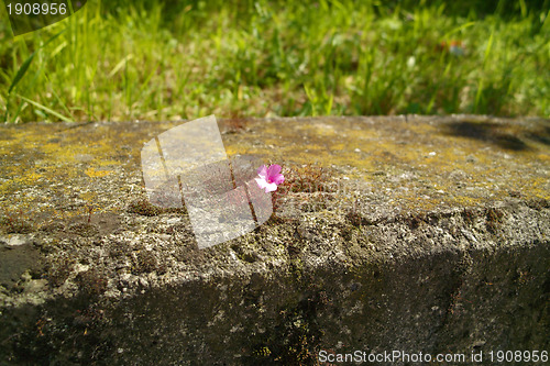 Image of Flower