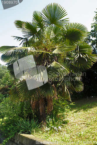 Image of Palm tree