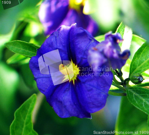 Image of Yellow blue flower