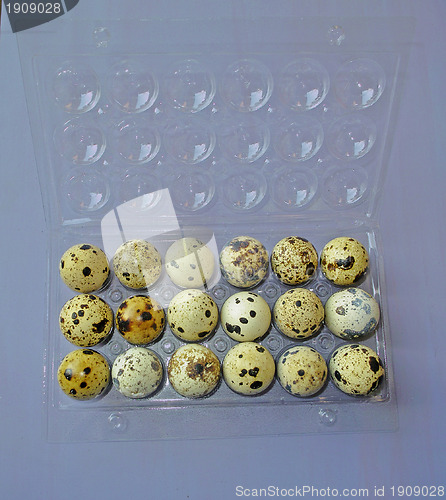 Image of Quail eggs