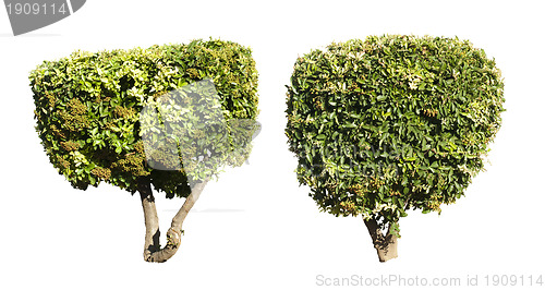 Image of Green trees isolated on white.