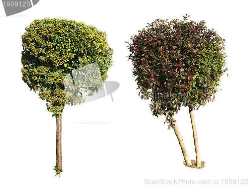 Image of Green and dark purple trees isolated on white. 