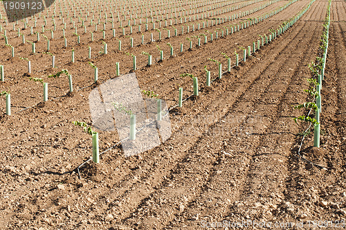 Image of Newly planted vineyards