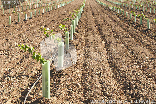 Image of Newly planted vineyards