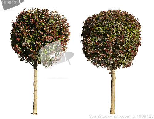 Image of Green and dark purple trees isolated on white. 