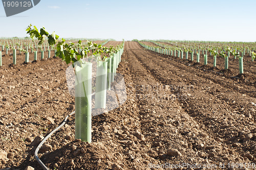 Image of Newly planted vineyards