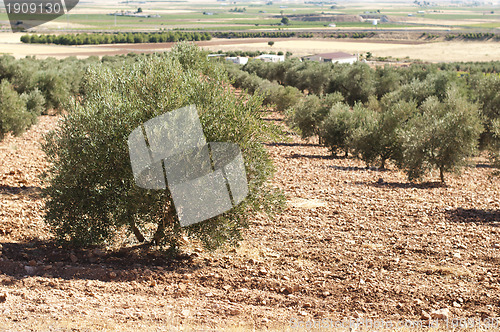 Image of Olive plantation