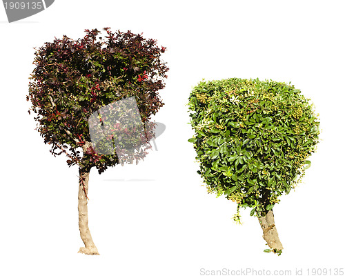Image of Green and dark purple trees isolated on white. 