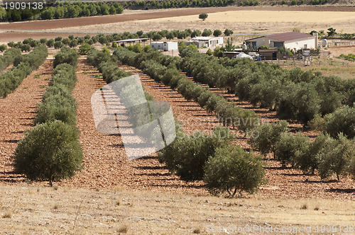 Image of Olive plantation