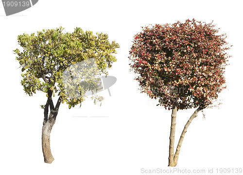 Image of Green and dark purple trees isolated on white. 
