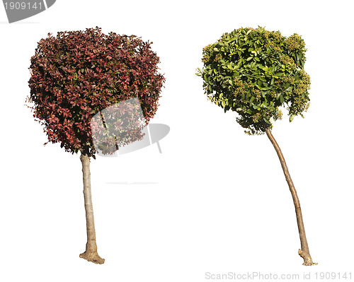 Image of Green and dark purple trees isolated on white. 