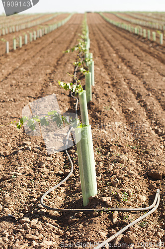 Image of Newly planted vineyards