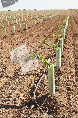 Image of Newly planted vineyards