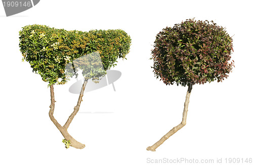 Image of Green and dark purple trees isolated on white. 