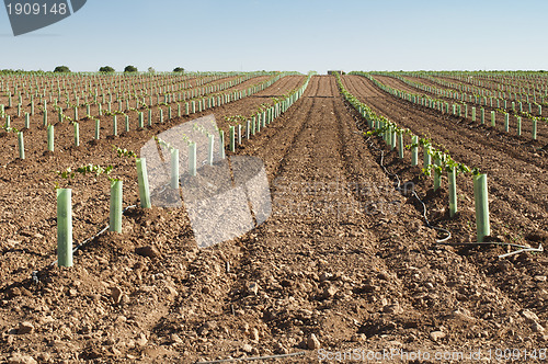 Image of Newly planted vineyards