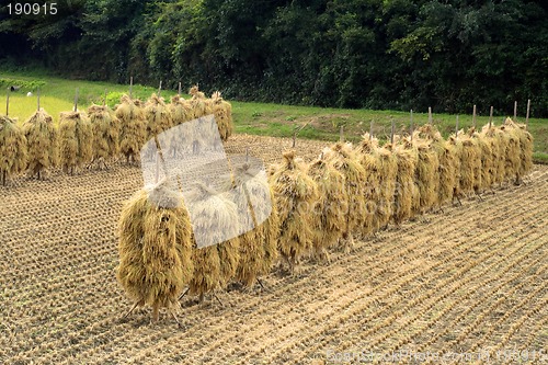 Image of Autumn rice field