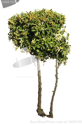 Image of Green trees isolated on white.