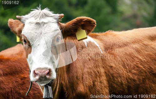 Image of Cow face