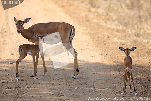 Image of Wild Impala