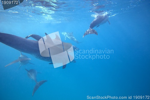 Image of Wild Dolphins