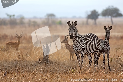 Image of African Zebra