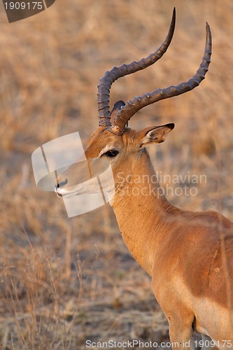 Image of Wild Impala