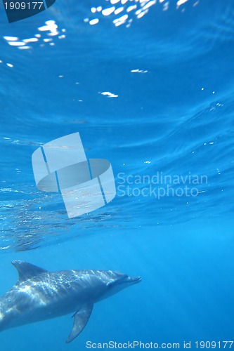 Image of Wild Dolphins