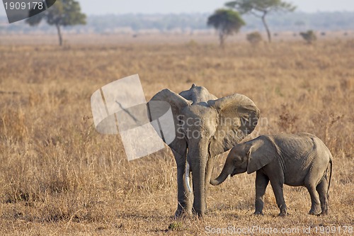 Image of Wild Elephant