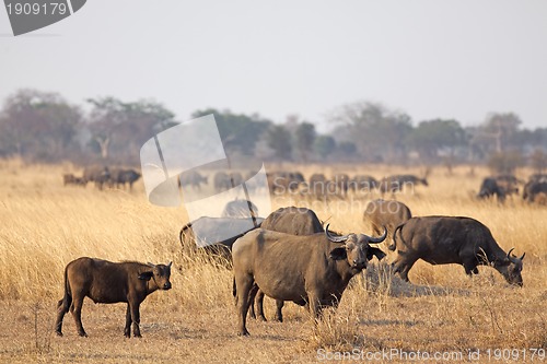 Image of Wild African Buffalo