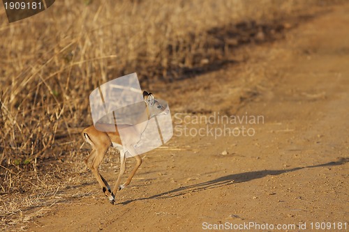 Image of Wild Impala