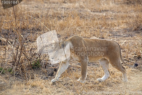 Image of Wild lion