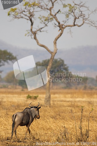 Image of Wildebeest in Mikumi