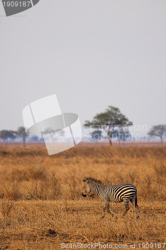 Image of African Zebra