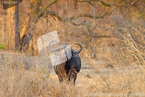 Image of Wild African Buffalo