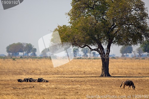 Image of Wild African Buffalo