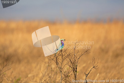 Image of Lilac-breasted roller