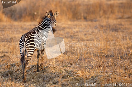 Image of African Zebra