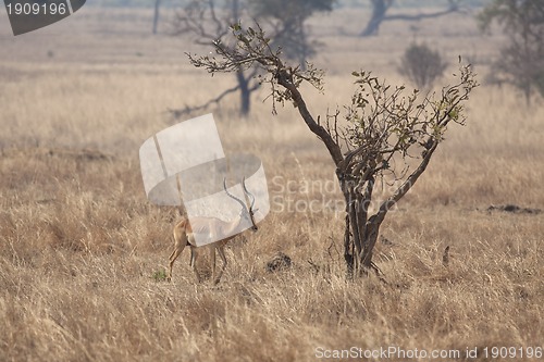 Image of Wild Impala