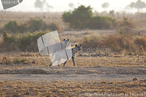 Image of Hyena in sunrise