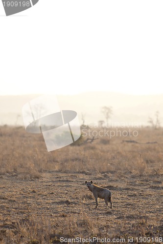 Image of Hyena in sunrise