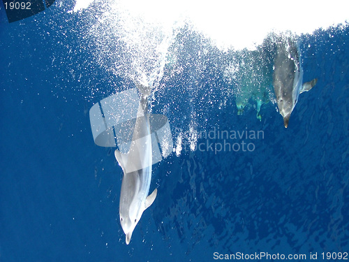 Image of dolphin on the bow of ship