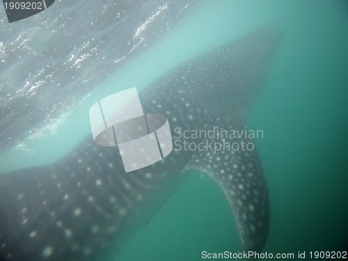 Image of Whale Shark