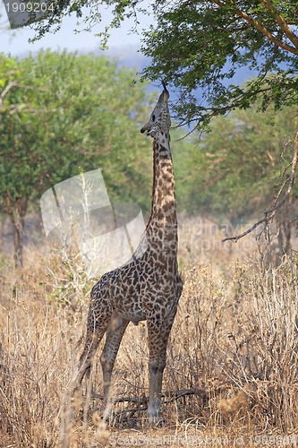 Image of Wild Giraffe