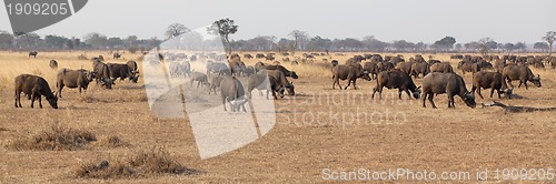 Image of Wild African Buffalo