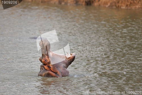 Image of Wild Hippopotamus